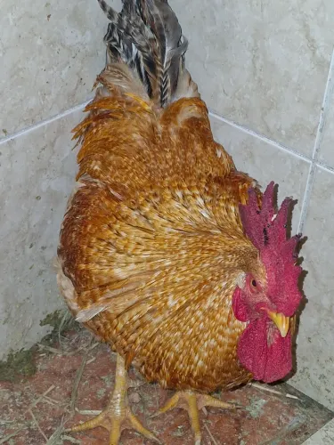 Galos