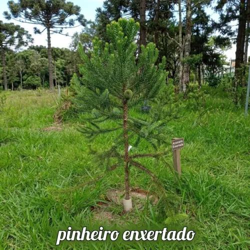 Pinheiro enxertado