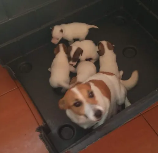 JACK RUSSEL TERRIER