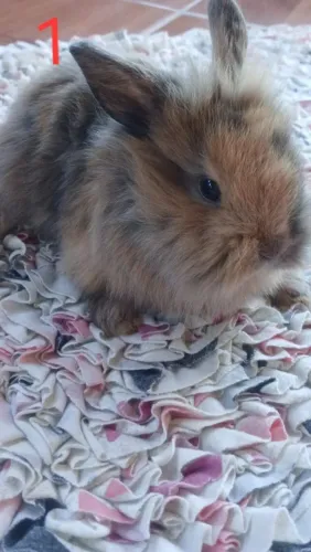 Mine coelhos