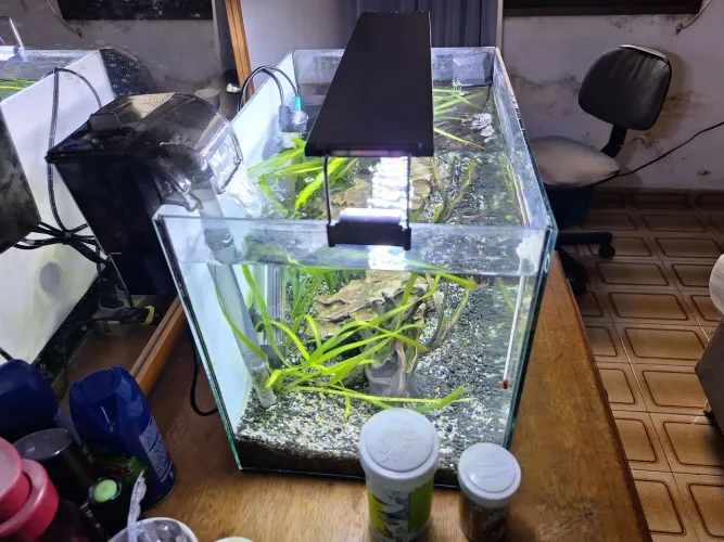 Aquario completo plantado