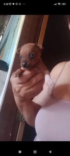 Pincher zero