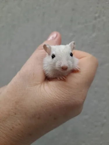 Esquilo da Mongolia Gerbil Polar Fox