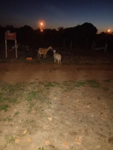Cabras