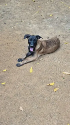 Pastor belga malinois