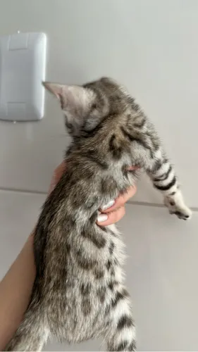 Gato Bengal Silver