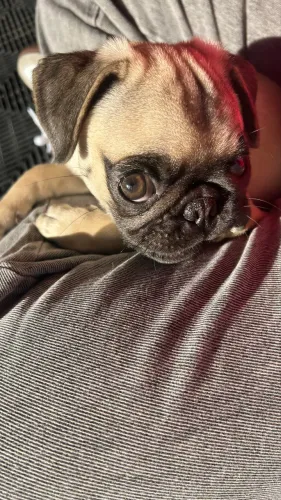Filhote de pug 5 meses