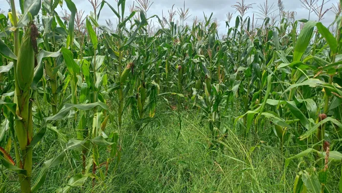 Fazenda 12,5 a venda em Zona Rural - Cocalzinho de Goiás - GO