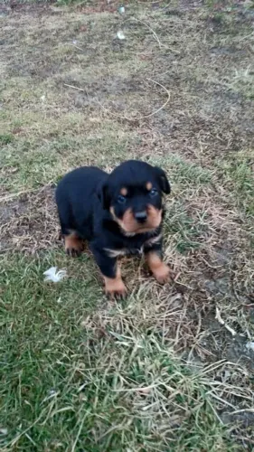Filhotes de rottweiler puro