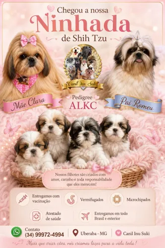 Filhotes de Shih tzu machos com pedigree 