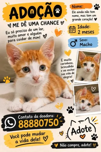 Gatinho