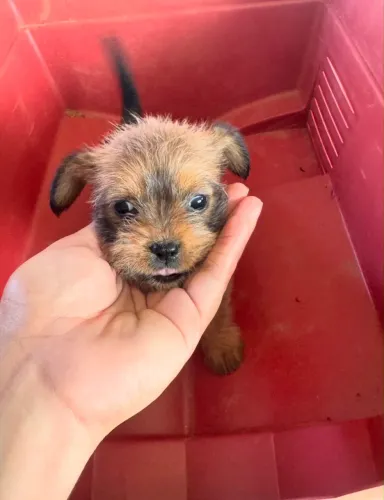 Vendo Filhotinha shih tzu com poodle