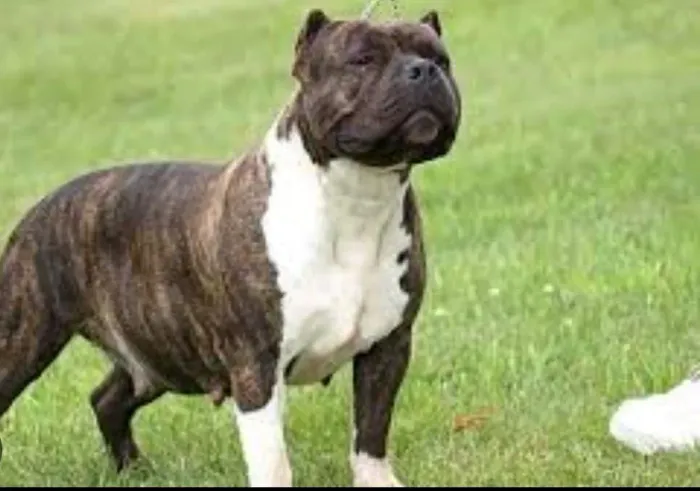 American Bully fêmea micro 