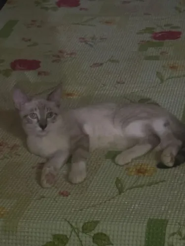 Doa-se gatos filhotes