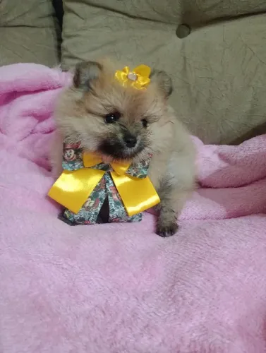 Spitz Alemão Anã,  fêmea, Ursinha,  em 10x,  com Pedigree,  