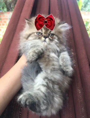 Gato Persa puro com pedigree, prontinho para seu lar