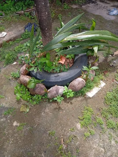 Plantas! pé de côco