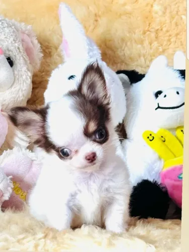 Vende se filhotes de chihuahua