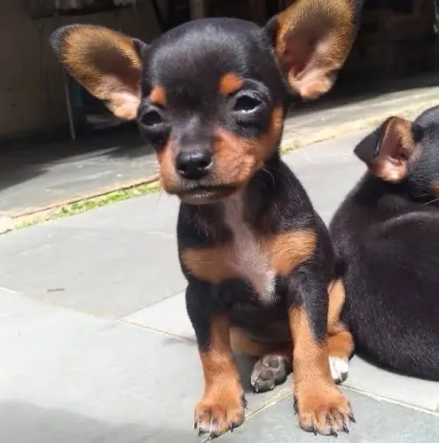 Pinscher