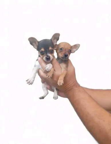 Macho e Fêmea de Pinscher - Fofura que Encanta 
