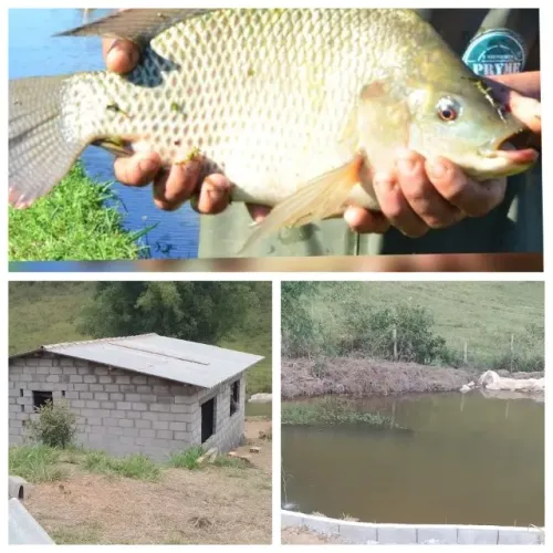 Chácara poço de peixe