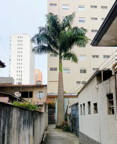 Doação- Palmeira Imperial