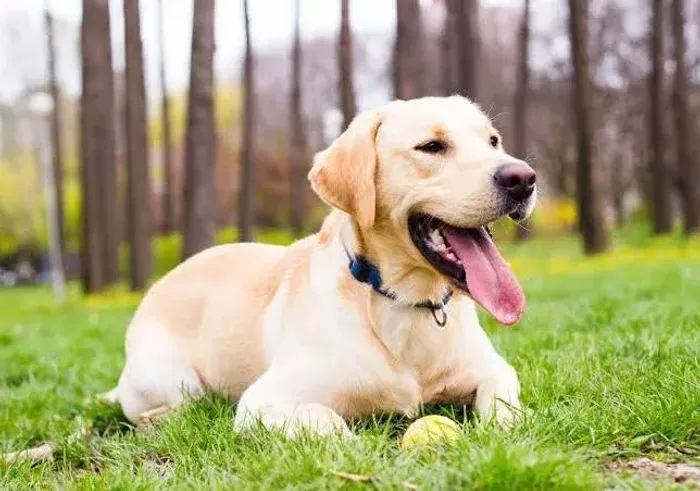 Cão da raça labrador procuro