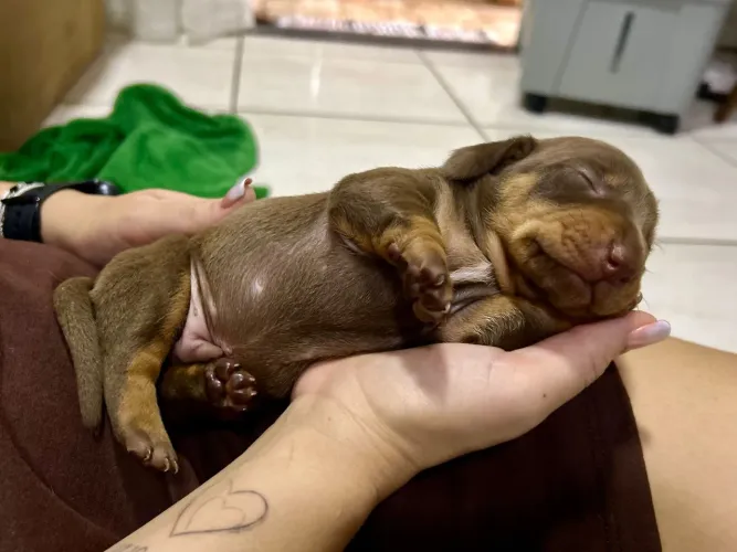 Lindo Dachshund Chocolate (Pelo Curto)