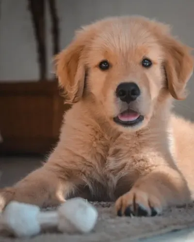 Golden Retriever Filhotes Disponíveis ? Inteligência e Companhia