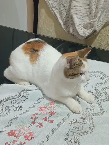 Doação filhote gato