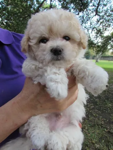 Lindos Filhotes de Poodle para Encantar no Dia dos Namorados