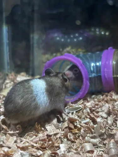 Hamister sirio