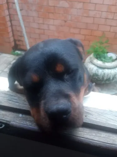Vendo filhotes ( rotweiler)
