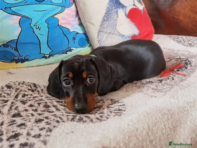 Bebezinho dachshund/teckel/basset/salsicha/cofap olhos claros e saudável