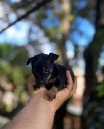 Pinscher fêmea 0