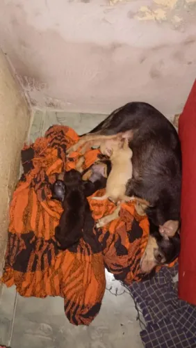 Vendo cachorro pincher 