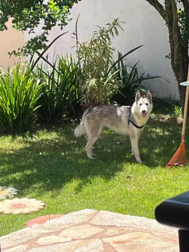 Husky 7 meses