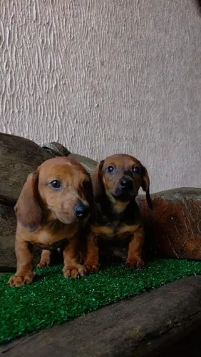 Dachshund, Teckel, Salsichinha, Basset