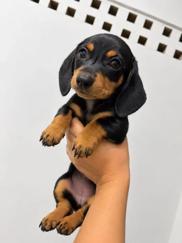 Dachshunds fêmea disponível vermifugada e Vacinada ?