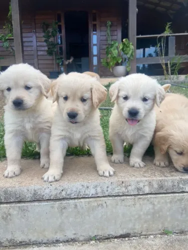 FILHOTE DE GOLDEN Retriever PARA DOAÇÃO RESPONSÁVEL