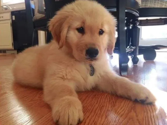 Filhotes de Golden Retriever | Um pet para amar todos os dias