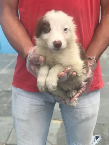 Border Collie: Inteligência que Conquista com Garantia em Contrato