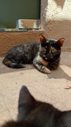 Gato filhote para doação