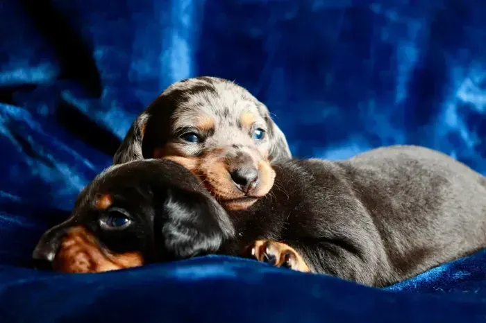 Basset, Cofap - Não caia em golpes - Pagamento na entrega
