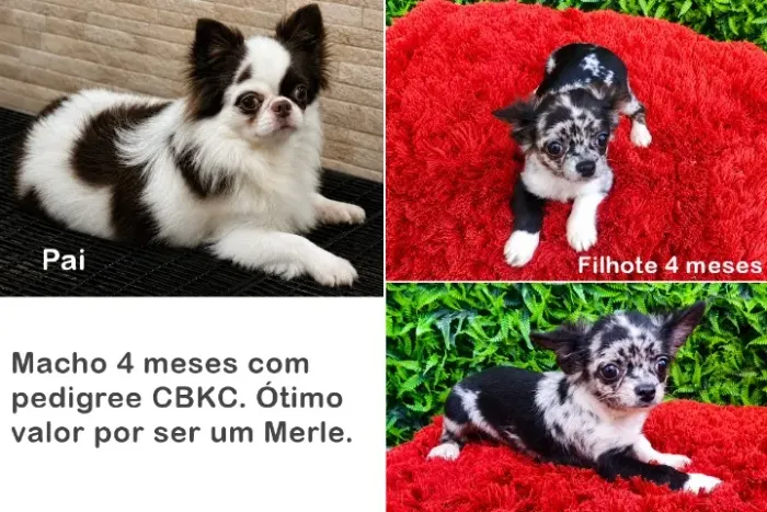 Chihuahua Merle Macho 