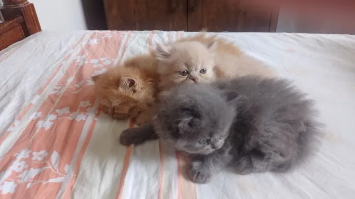 Gato persa