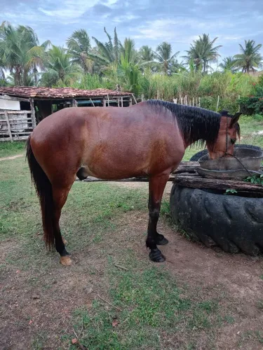 Cavalo mestiço mangalarga