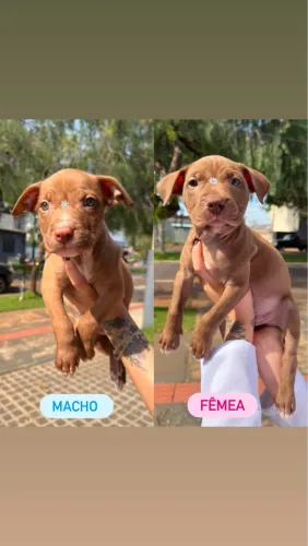 Vendo Filhote pitbull fêmea e macho