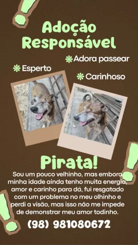 Adote um cachorrinho idoso