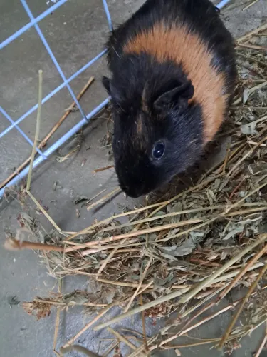 Porco da Índia + acessórios 